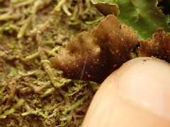 Sticta babingtonii