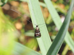 Adela paludicolella
