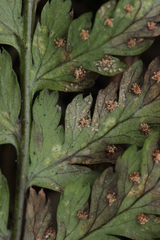 Milesina kriegeriana