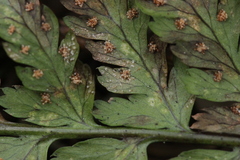 Milesina kriegeriana