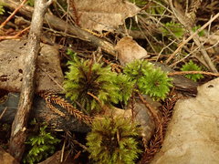 Mniodendron colensoi