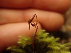 Mniodendron colensoi