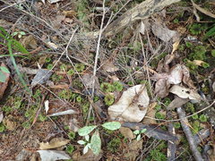 Mniodendron colensoi