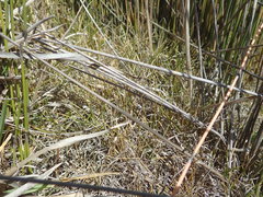 Zoysia minima