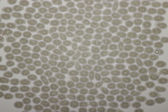 Milesina kriegeriana