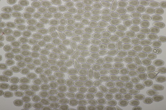 Milesina kriegeriana