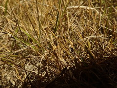 Zoysia minima