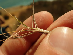 Zoysia minima