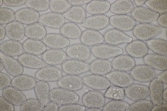 Milesina kriegeriana