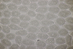 Milesina kriegeriana