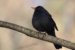 Turdus merula