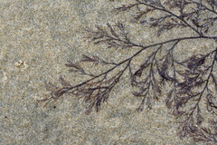 Streblocladia glomerulata