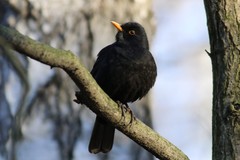 Turdus merula