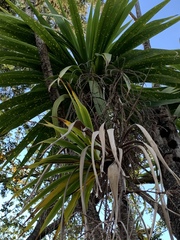 Cordyline australis
