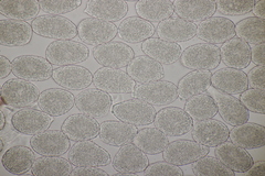 Milesina kriegeriana