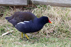 Gallinula chloropus