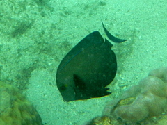 Acanthurus grammoptilus