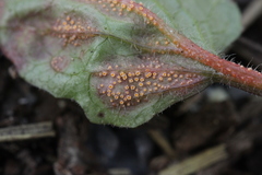 Puccinia lapsanae