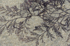 Streblocladia glomerulata