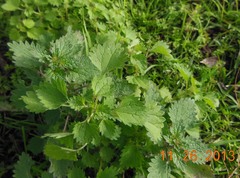 Urtica chamaedryoides