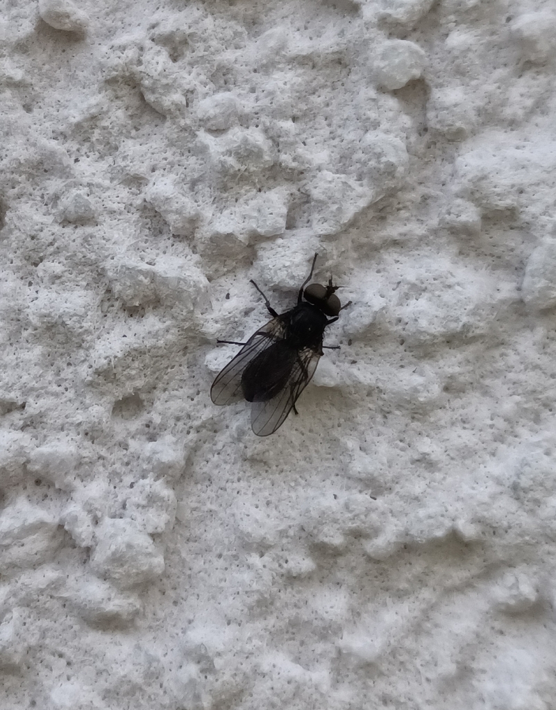 Hebecnema vespertina