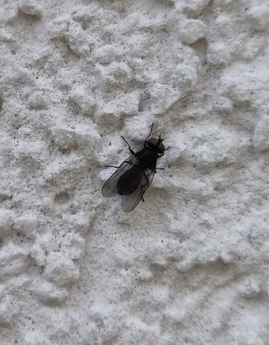 Hebecnema vespertina