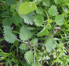 Urtica chamaedryoides