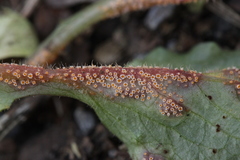 Puccinia lapsanae