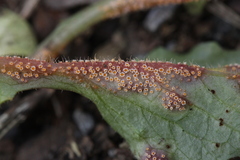 Puccinia lapsanae
