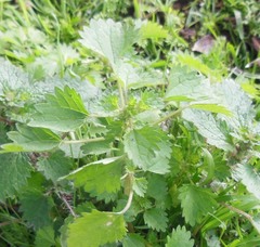 Urtica chamaedryoides