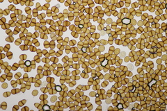 Puccinia lapsanae