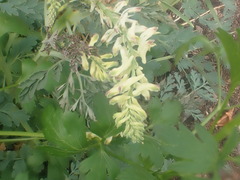 Corydalis ophiocarpa