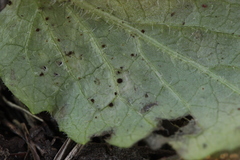 Puccinia lapsanae
