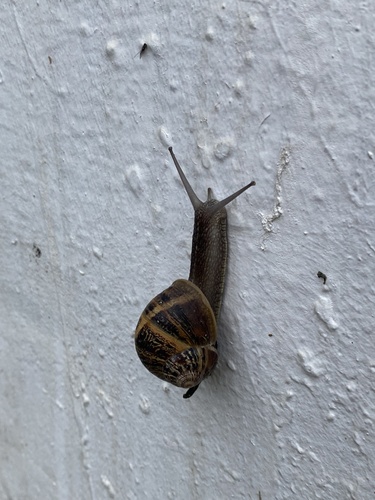 Cornu aspersum