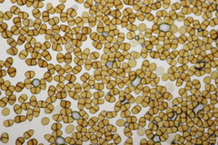 Puccinia lapsanae