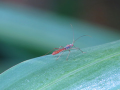 Colobathristidae