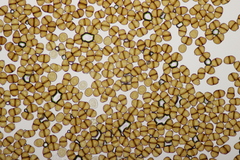Puccinia lapsanae