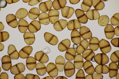 Puccinia lapsanae