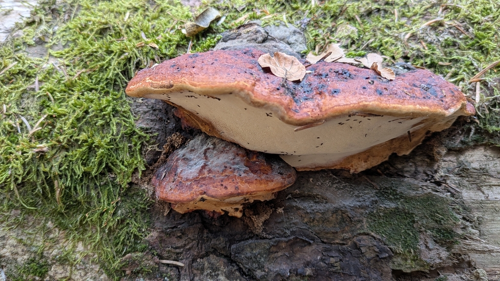 Fomitopsis pinicola · April 2026 · photo: © aga_l_ (iNaturalist, cc-by)