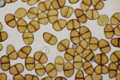 Puccinia lapsanae