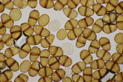 Puccinia lapsanae