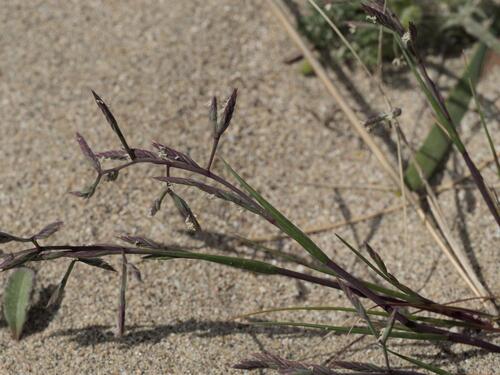 Cutandia maritima observed 2026-04-21