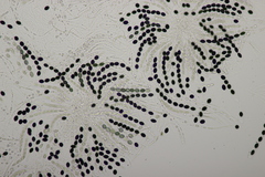 Biscogniauxia nummularia