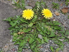 Taraxacum