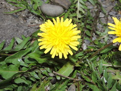 Taraxacum