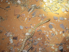 Arizona elegans eburnata