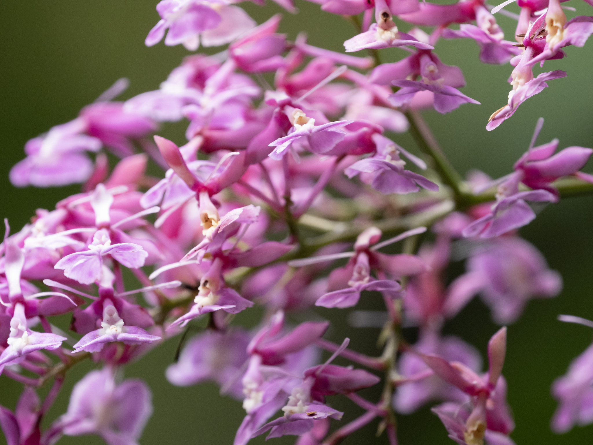 Epidendrum nanegalense Hágsater & Dodson