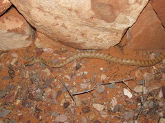 Arizona elegans eburnata