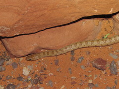 Arizona elegans eburnata