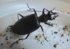 Actenonyx bembidioides